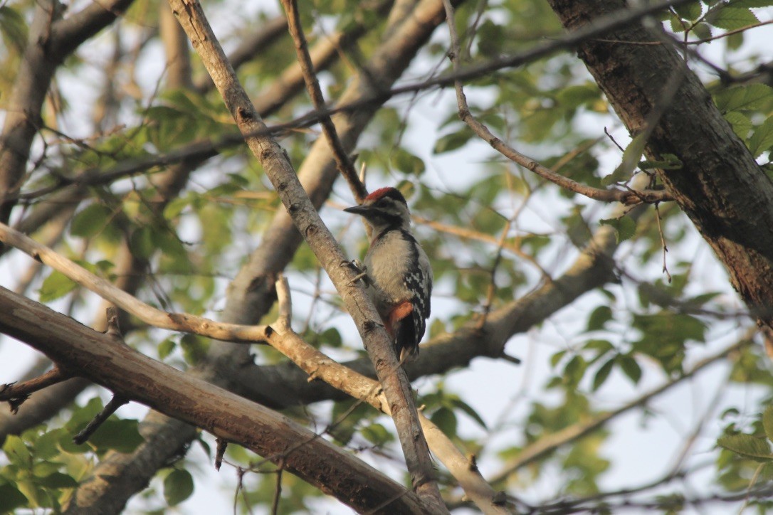 Syrian Woodpecker - ML203112151