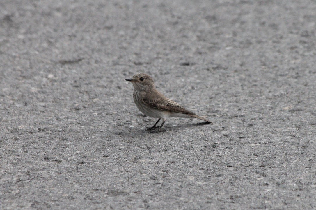 Spotted Flycatcher - ML203112371