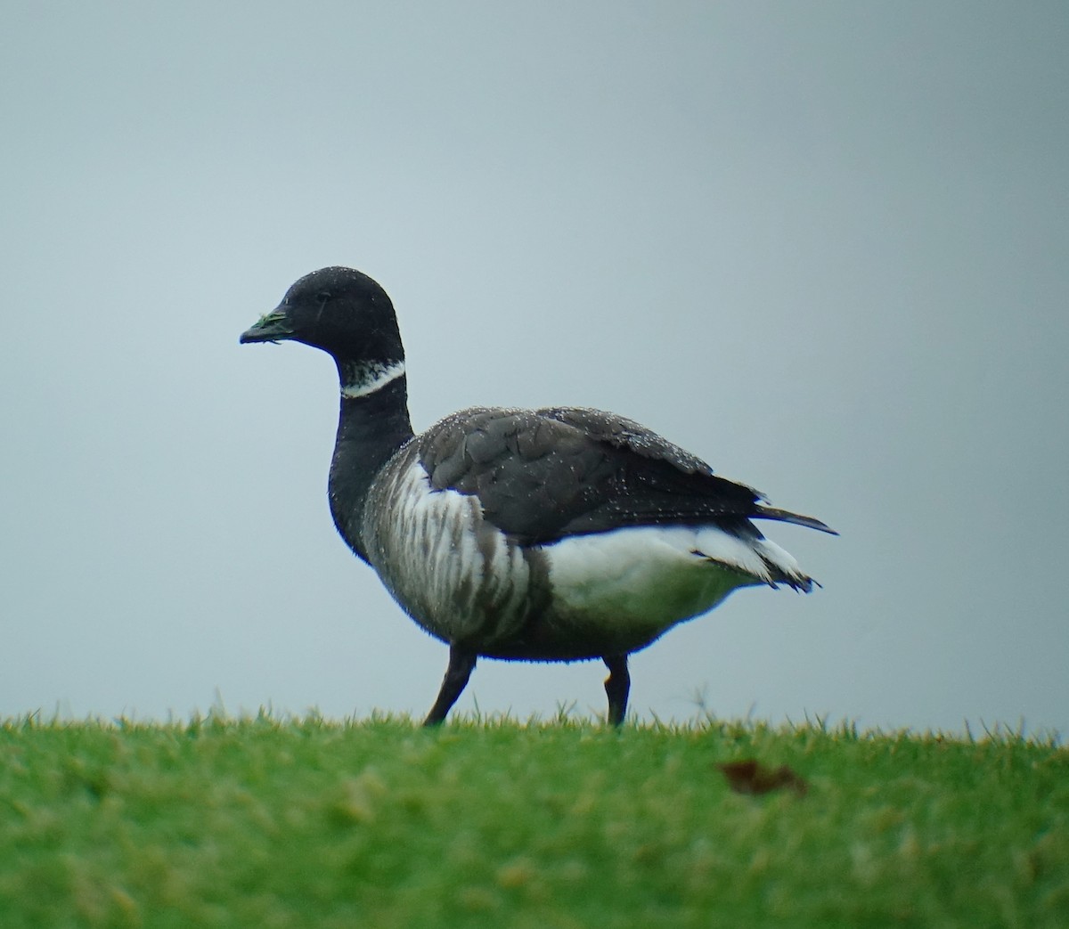Хар толгойт галуу - ML203112411
