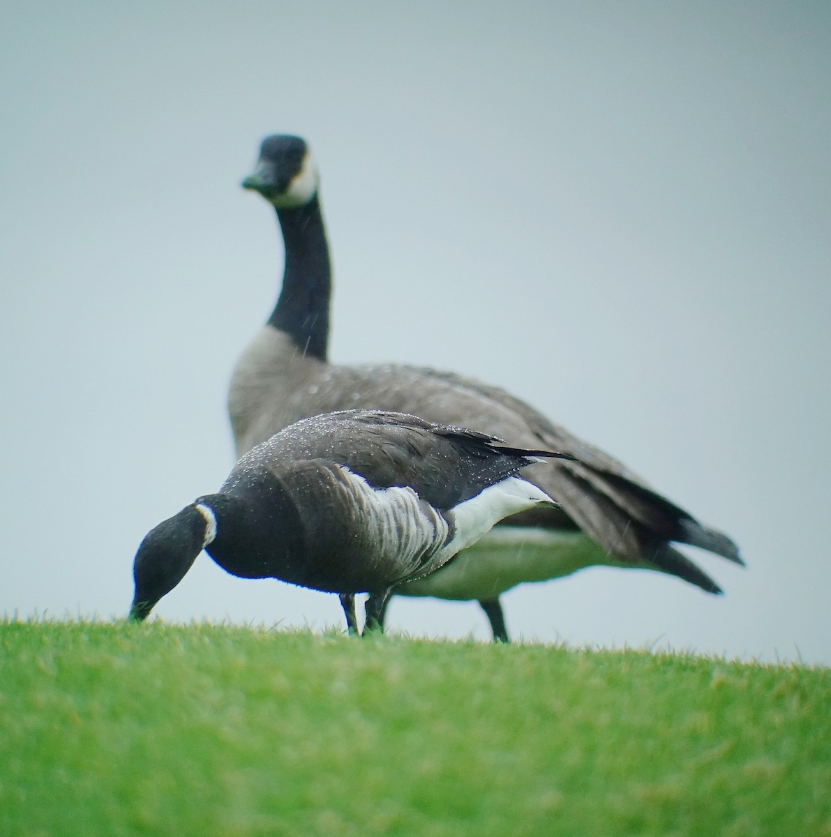 Хар толгойт галуу - ML203112421