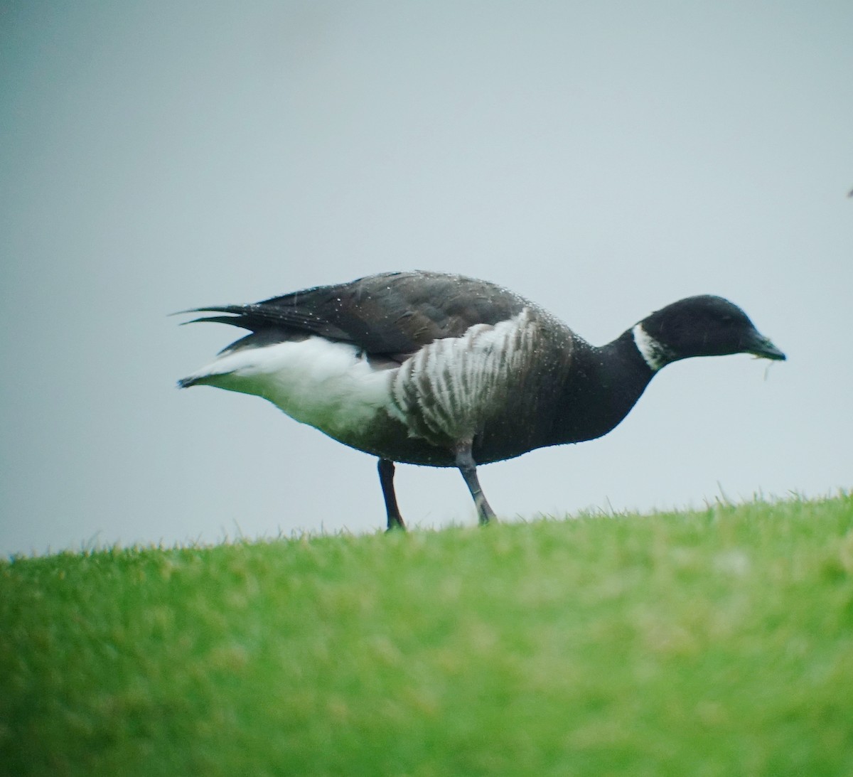 Хар толгойт галуу - ML203112461