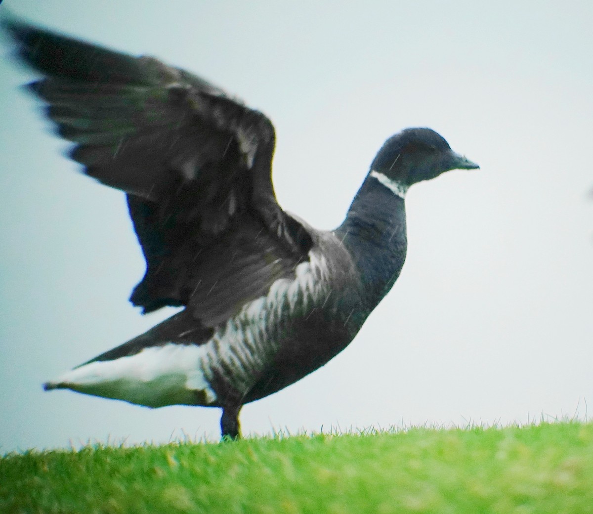 Хар толгойт галуу - ML203112511