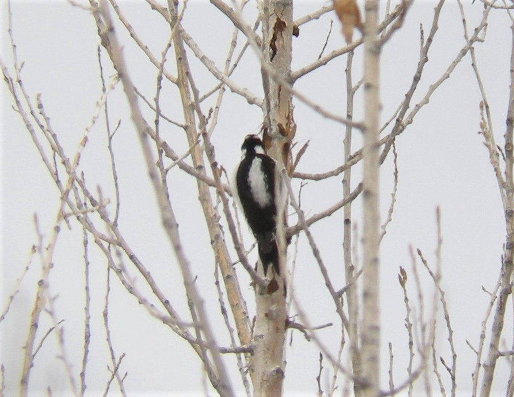 Hairy Woodpecker - Kevin Glueckert