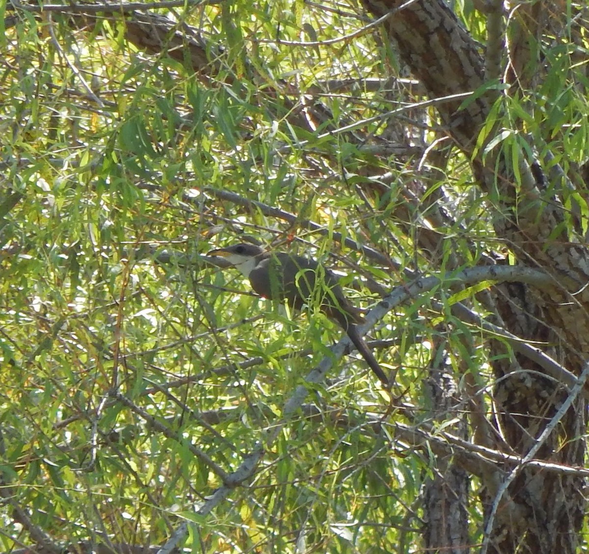 Yellow-billed Cuckoo - ML20311451