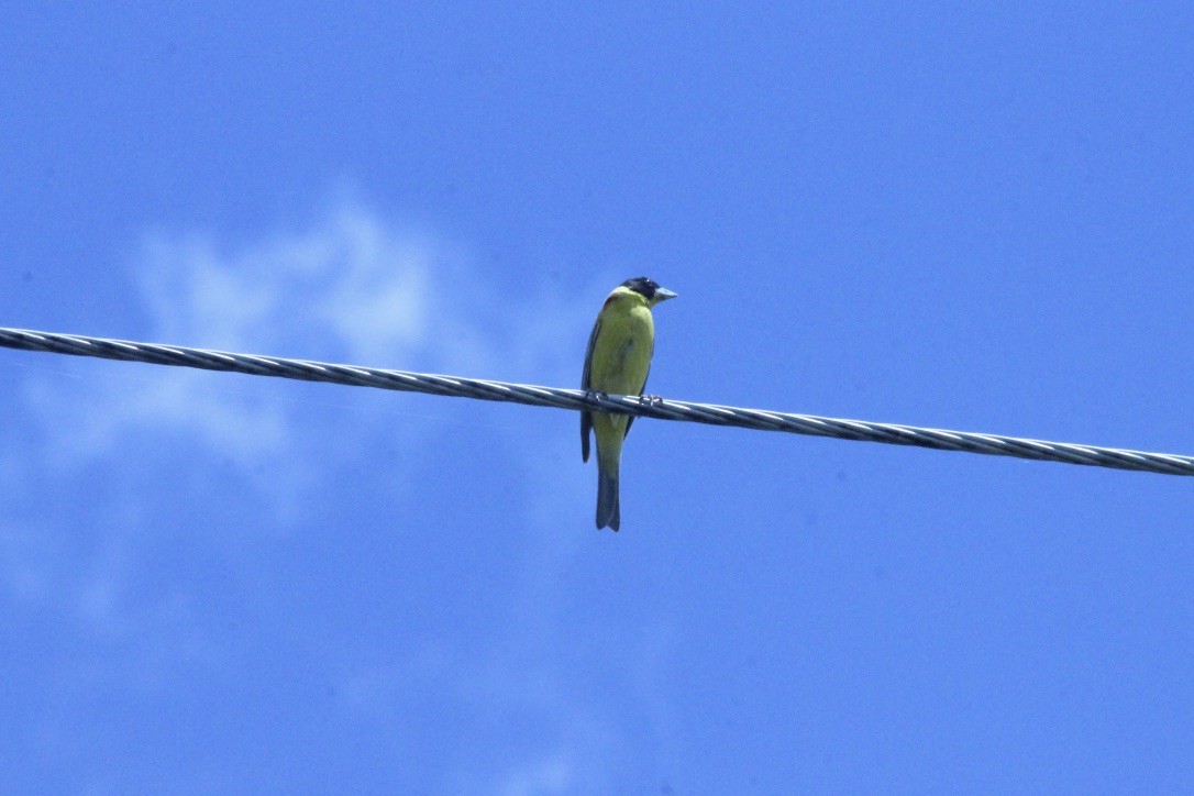 Black-headed Bunting - ML203114541