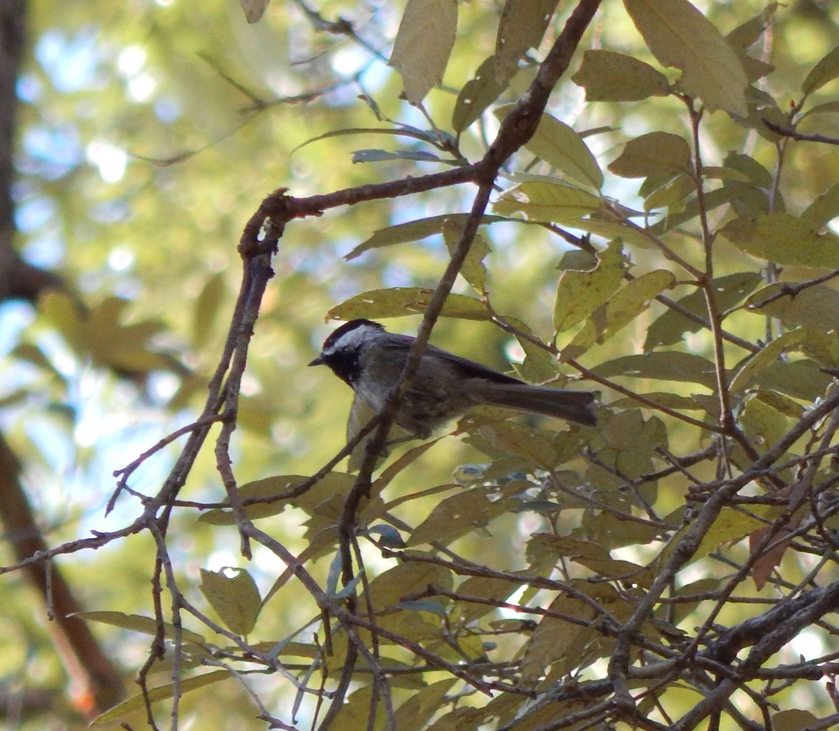 Mexican Chickadee - ML20311571