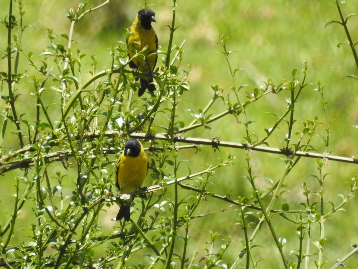 Hooded Siskin - Rolando Chaparrea Cardenas