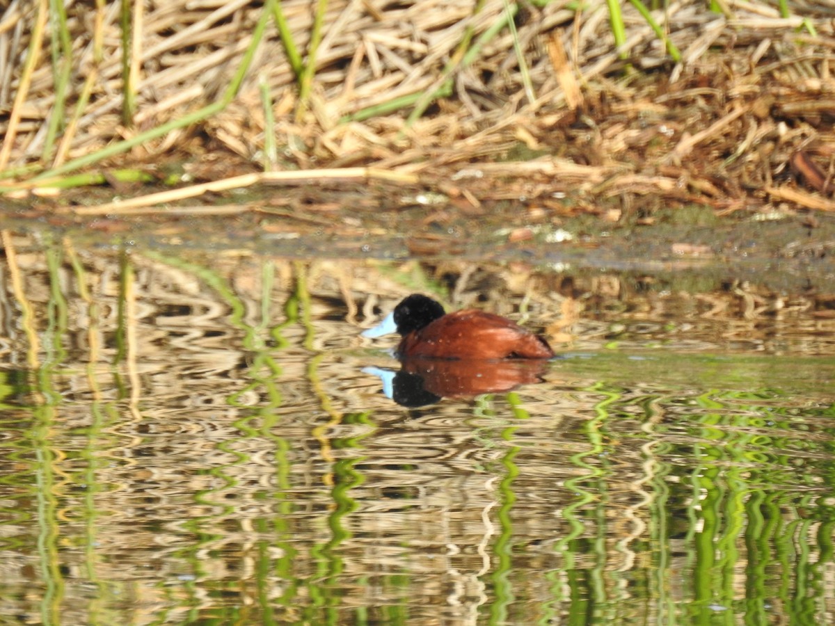 Andean Duck - ML203116821