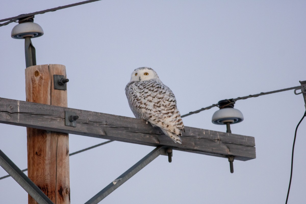 Snowy Owl - ML203117281