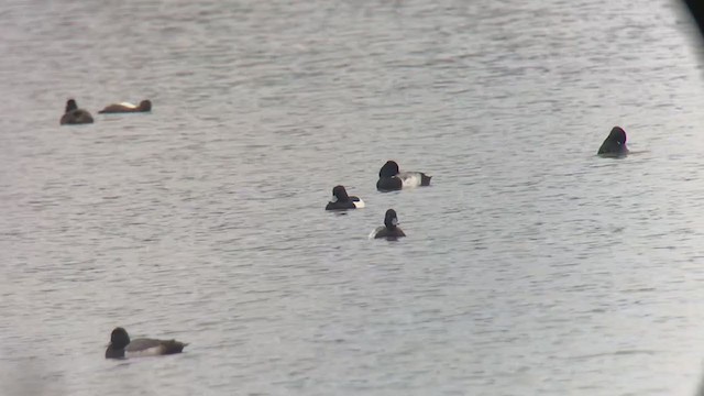 Tufted Duck - ML203119461