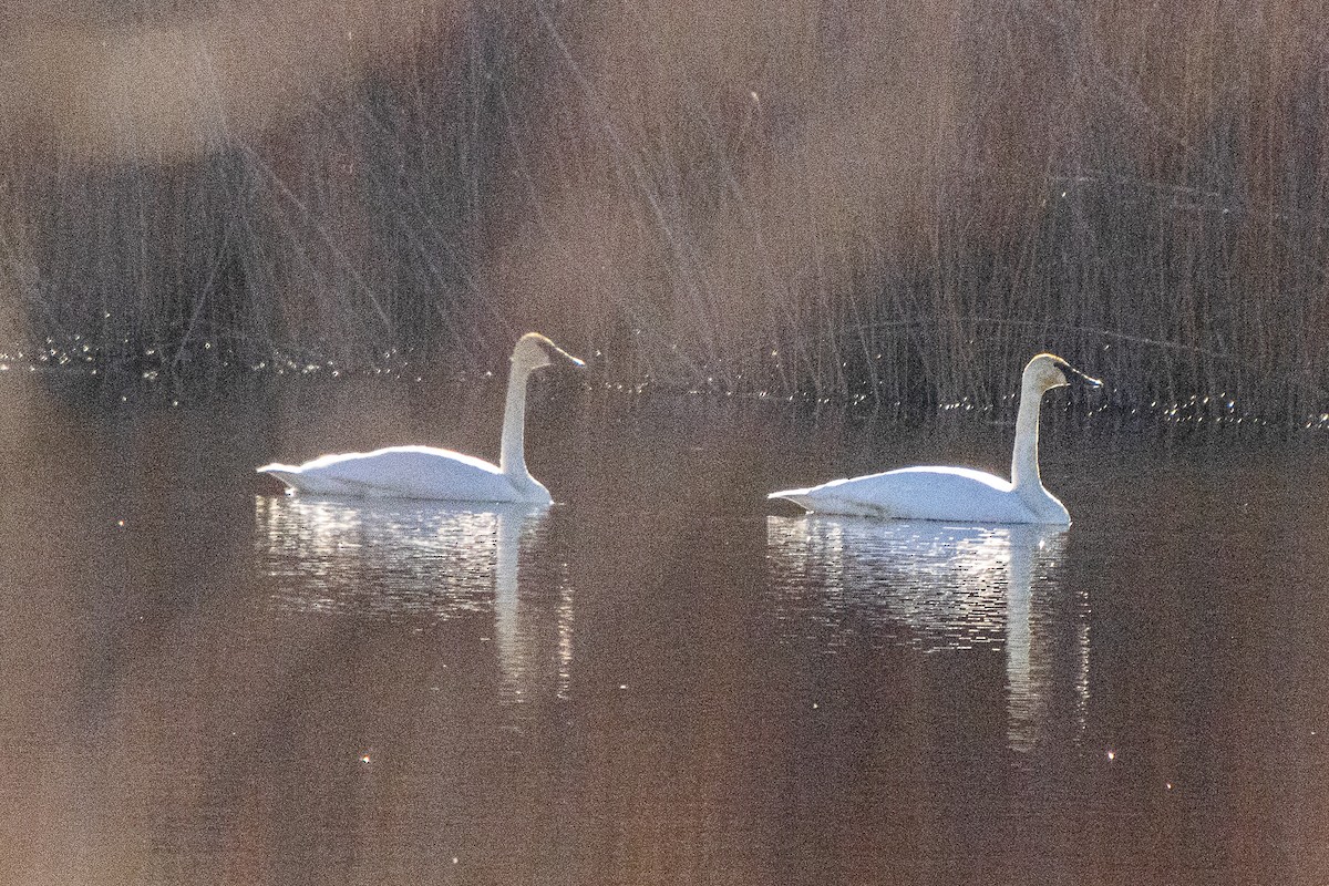 Trumpeter Swan - Phillip and Patsy Hicks