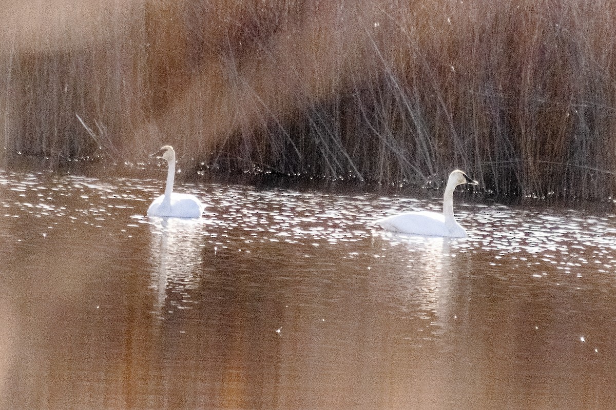 Trumpeter Swan - Phillip and Patsy Hicks