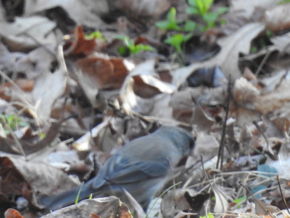 Junco ardoisé - ML203120121