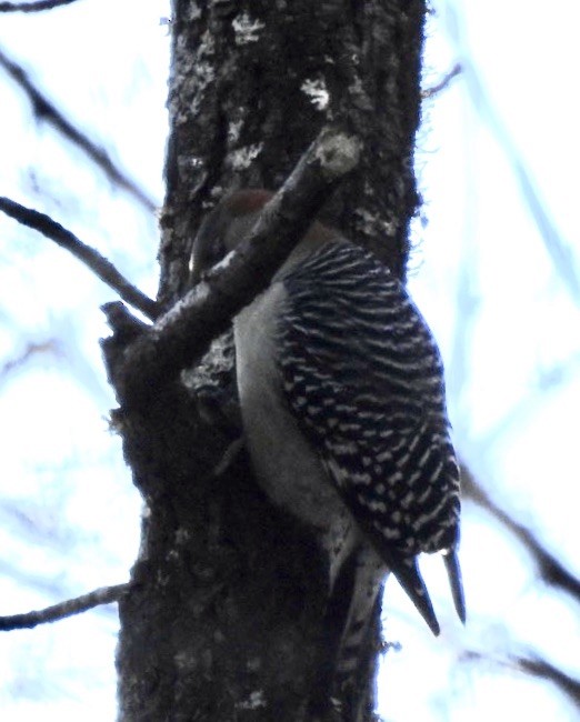 Red-bellied Woodpecker - ML203121191