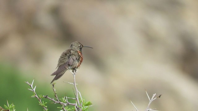 Rotflankenkolibri - ML203121721