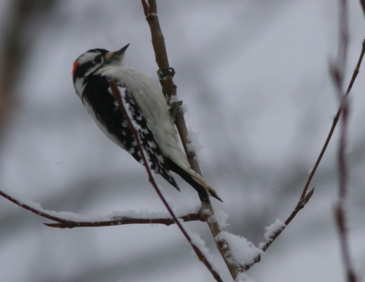 Downy Woodpecker - ML203121831