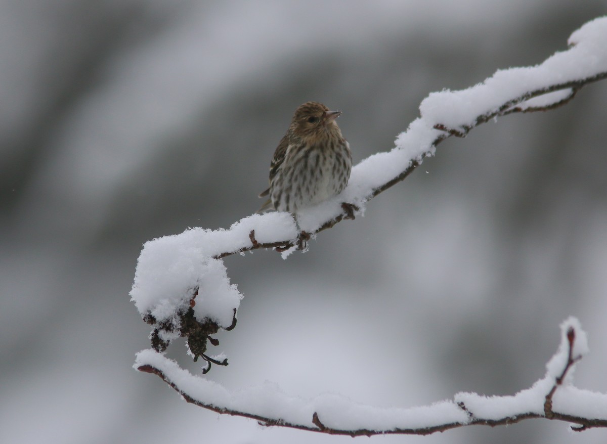 Pine Siskin - ML203122171