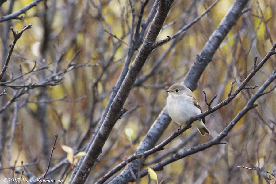 European Pied Flycatcher - ML20312301