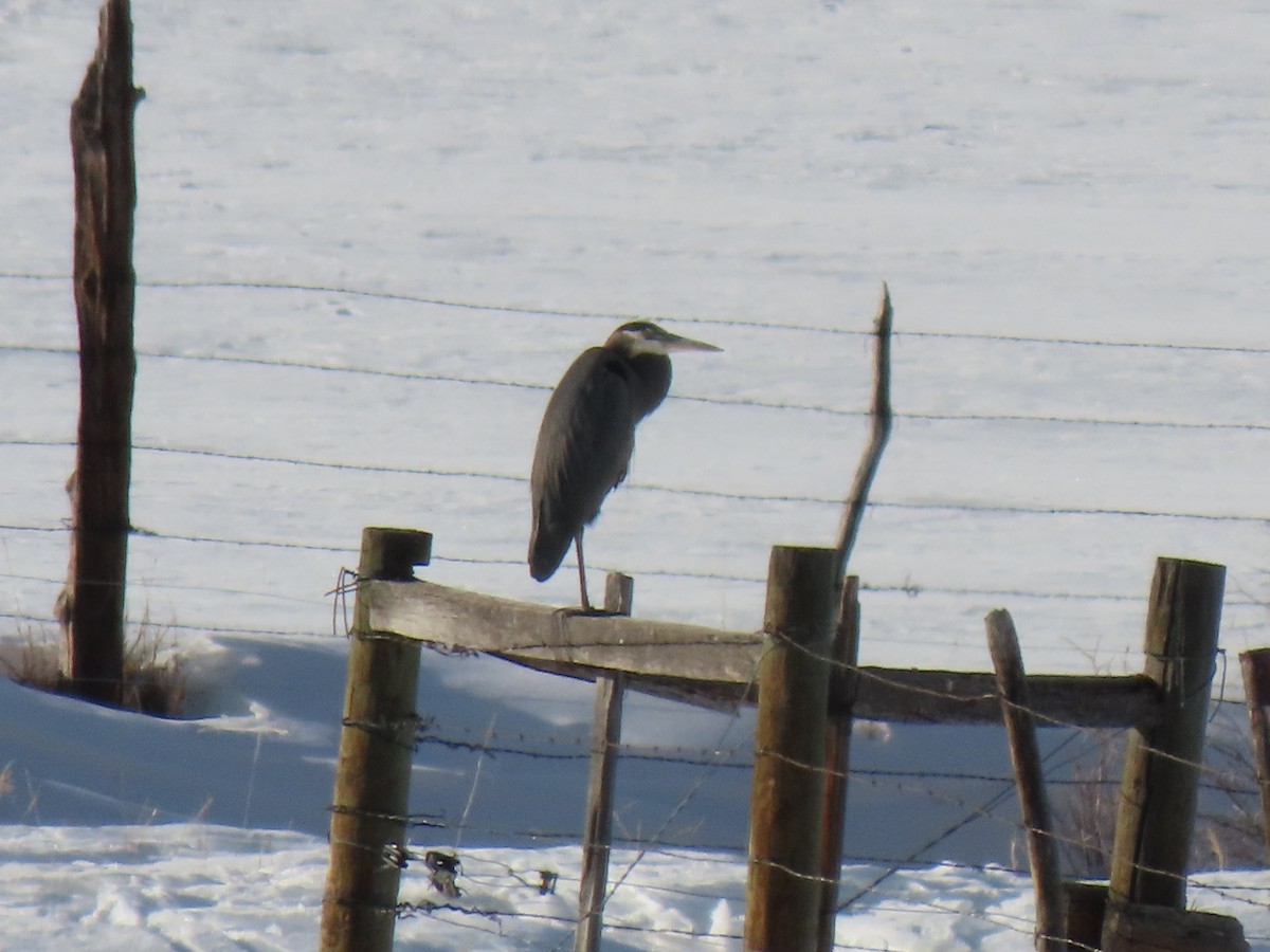 Great Blue Heron (Great Blue) - Del Nelson