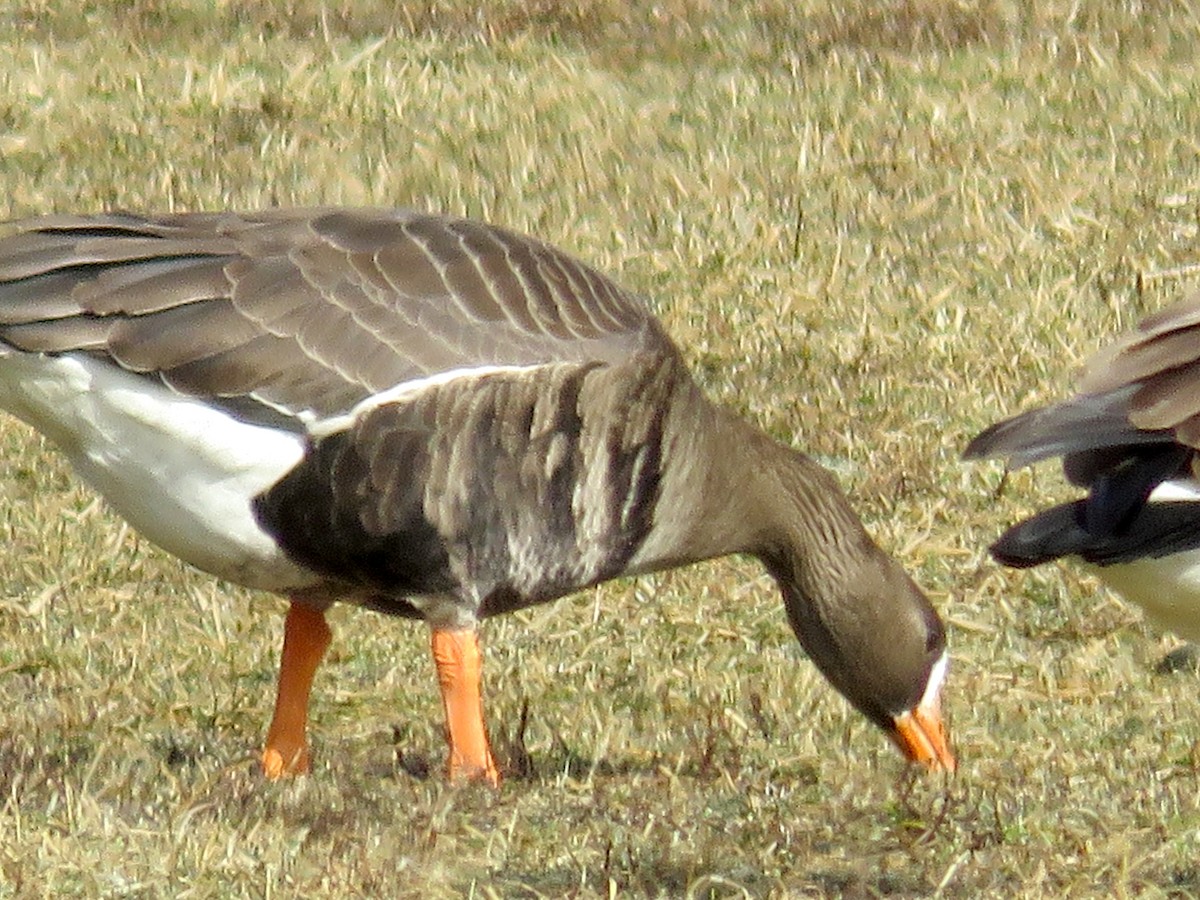 Greater White-fronted Goose - ML203123911