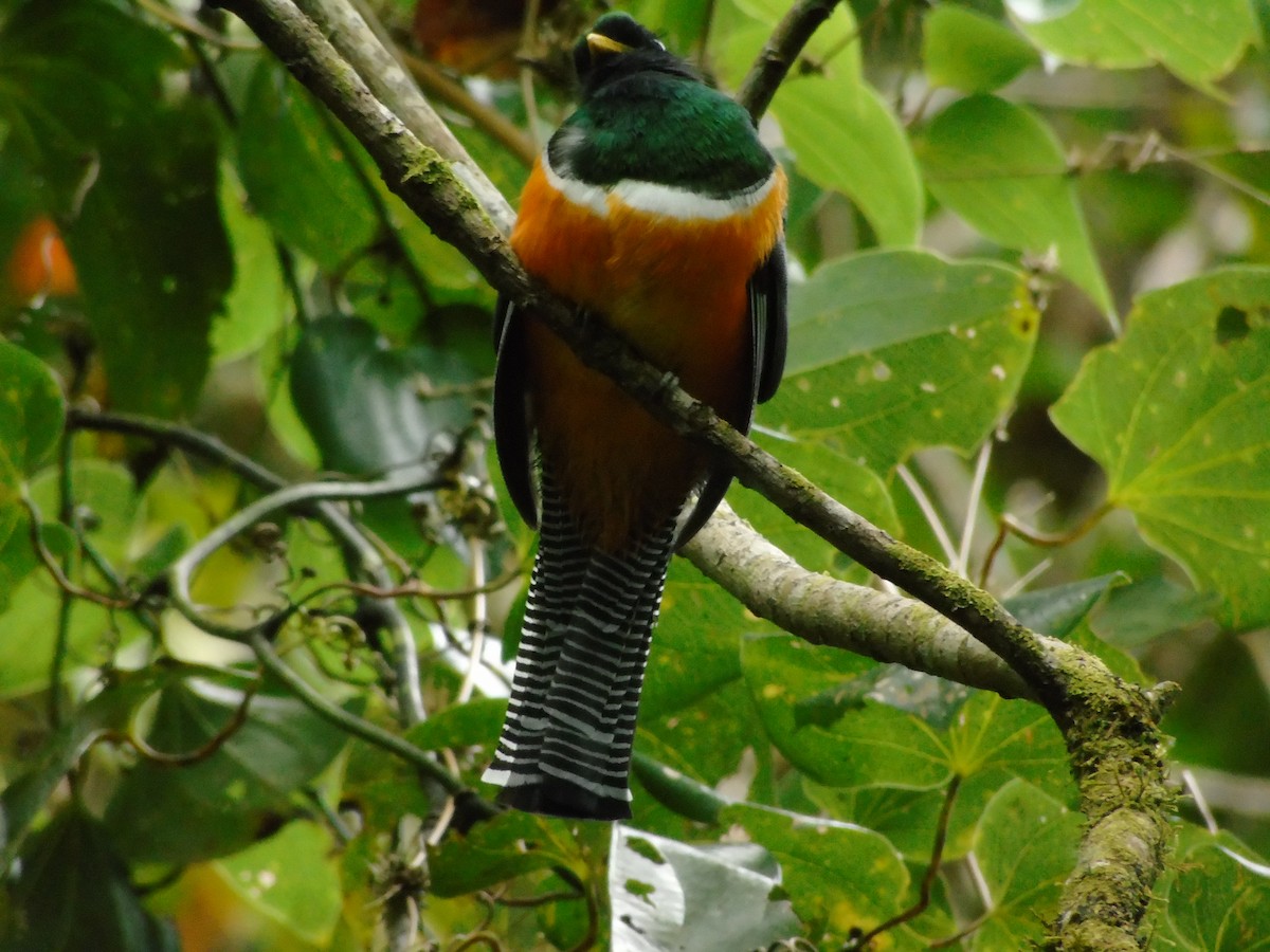 Collared Trogon - Danny J Alvarado S