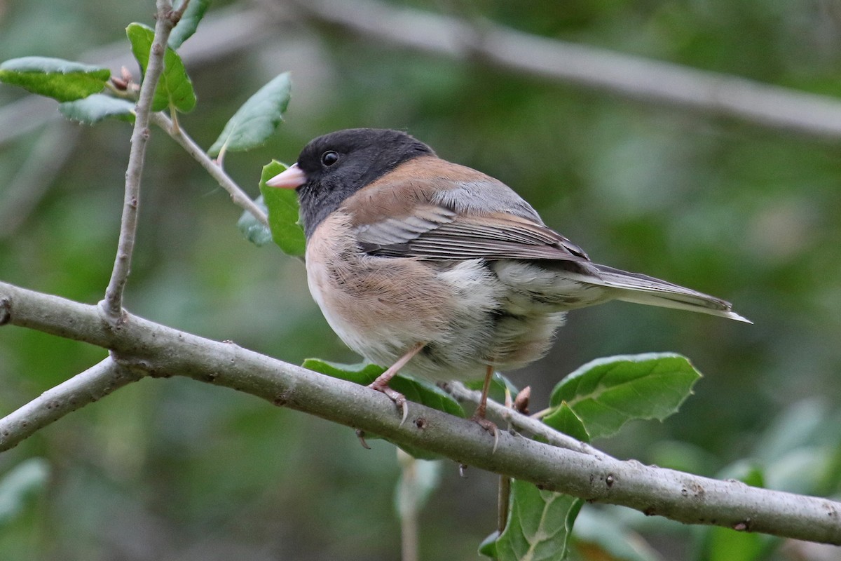 Dark-eyed Junco (Oregon) - ML203127481