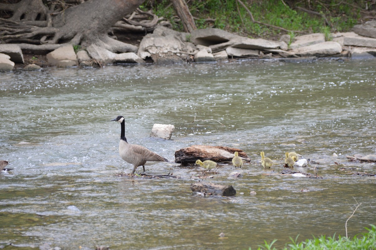 Canada Goose - ML203127661