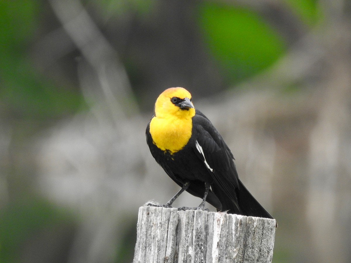 Yellow-headed Blackbird - ML203128631