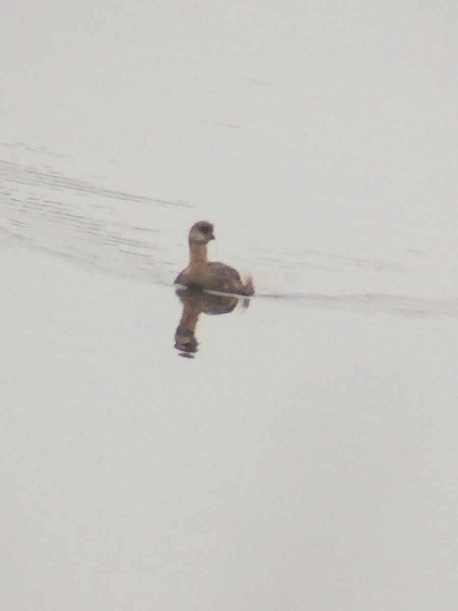 Pied-billed Grebe - ML20313221