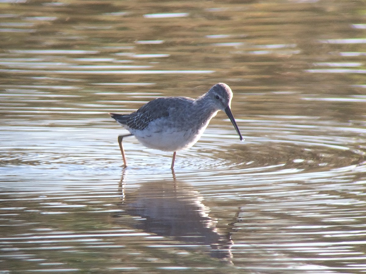 Stilt Sandpiper - Daniel Hinnebusch