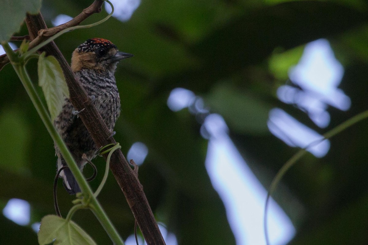 Ochre-collared Piculet - ML203134451