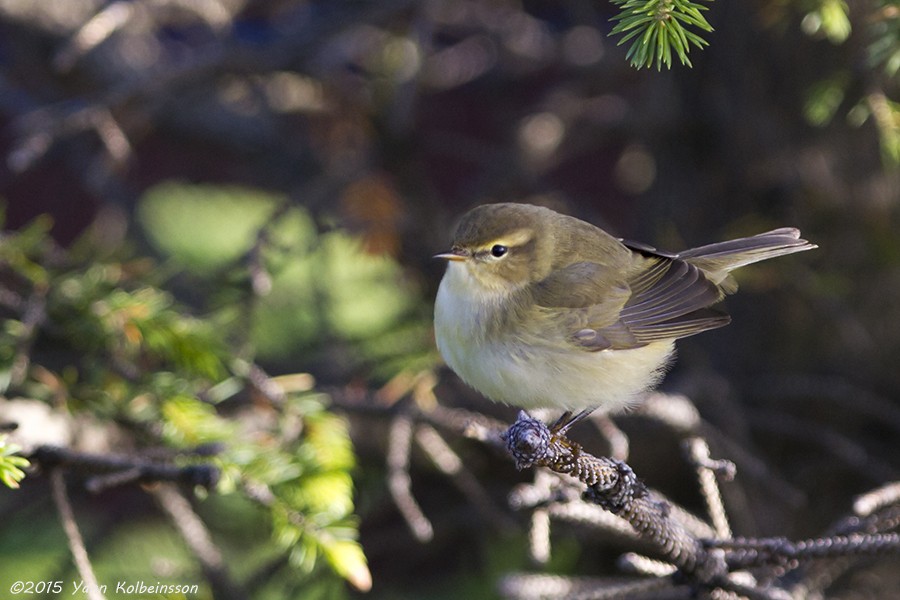 Common Chiffchaff - ML20313501