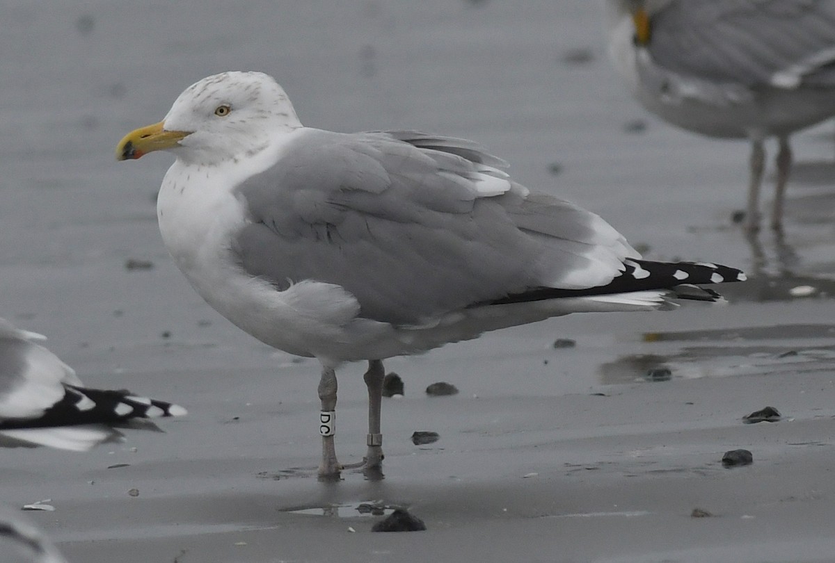 Herring Gull (American) - Suzanne Sullivan