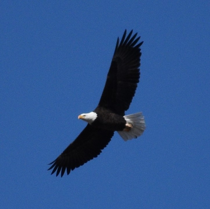 Weißkopf-Seeadler - ML203137421