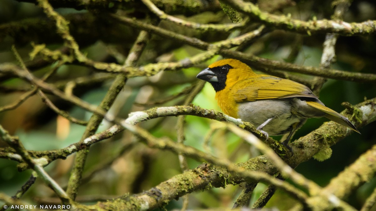 Black-faced Grosbeak - ML203137821