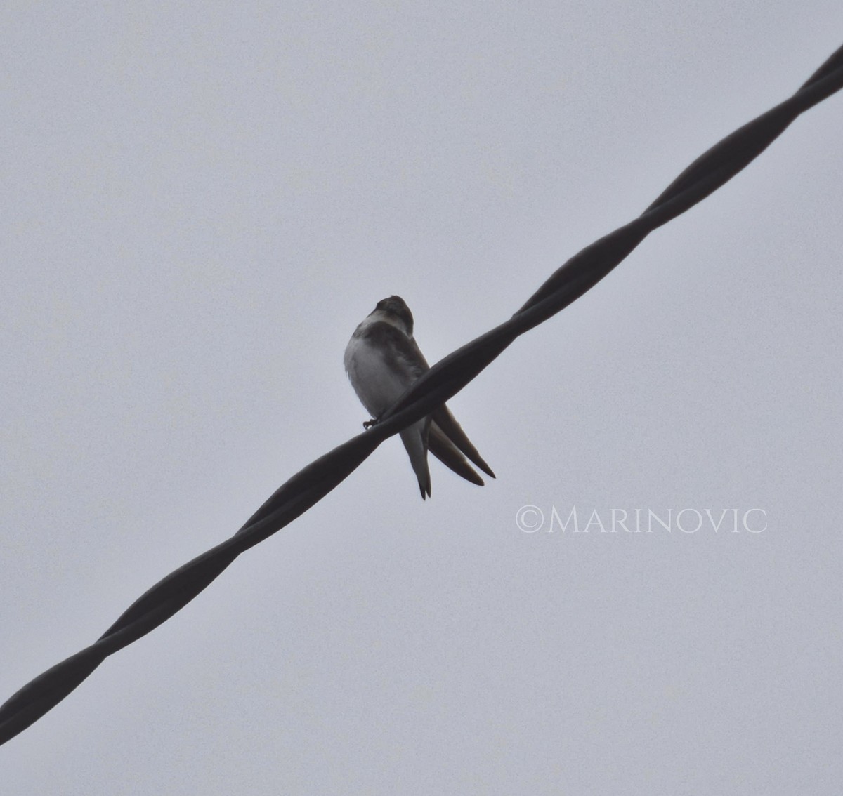 Bank Swallow - ML203137851