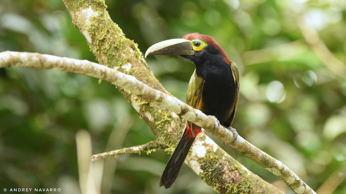 Yellow-eared Toucanet - ML203137941