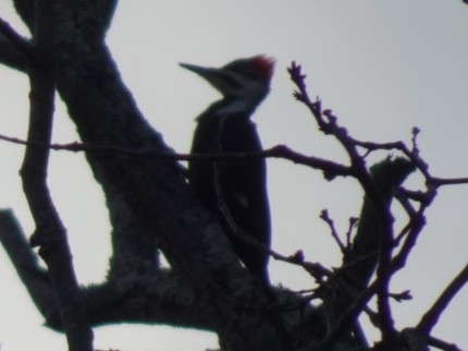 Pileated Woodpecker - ML203138311