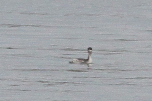 Horned Grebe - ML20313921