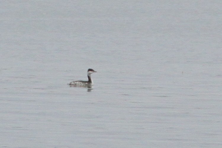 Horned Grebe - ML20313931