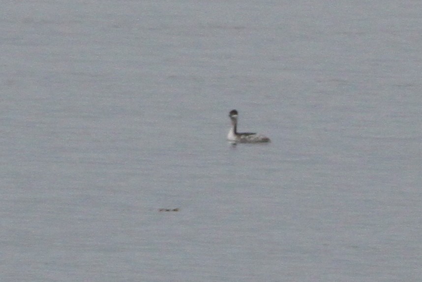 Horned Grebe - ML20313941