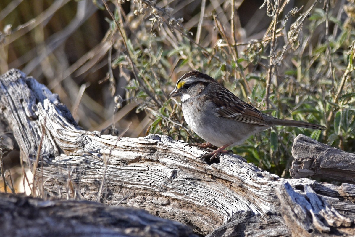White-throated Sparrow - ML203142671