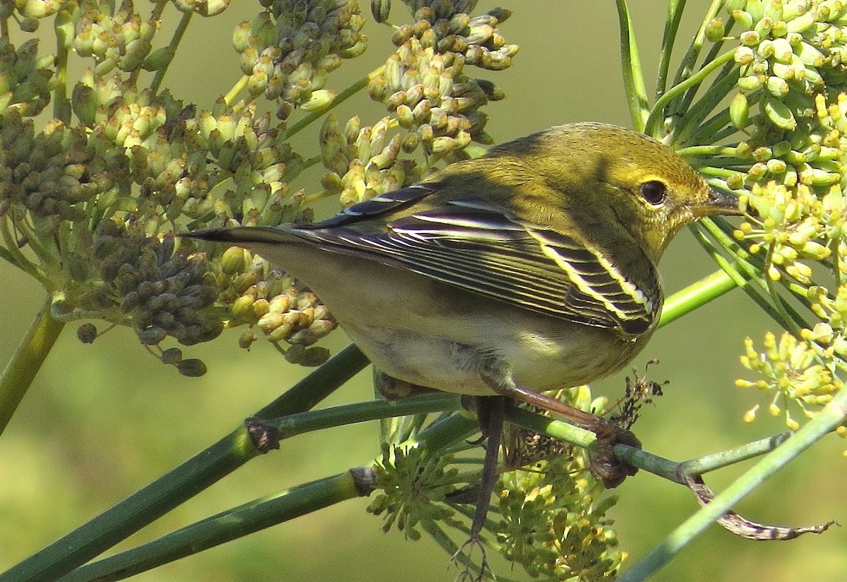 Blackpoll Warbler - Adam Dudley