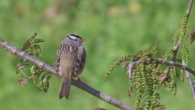 White-crowned Sparrow (Gambel's) - ML203144871
