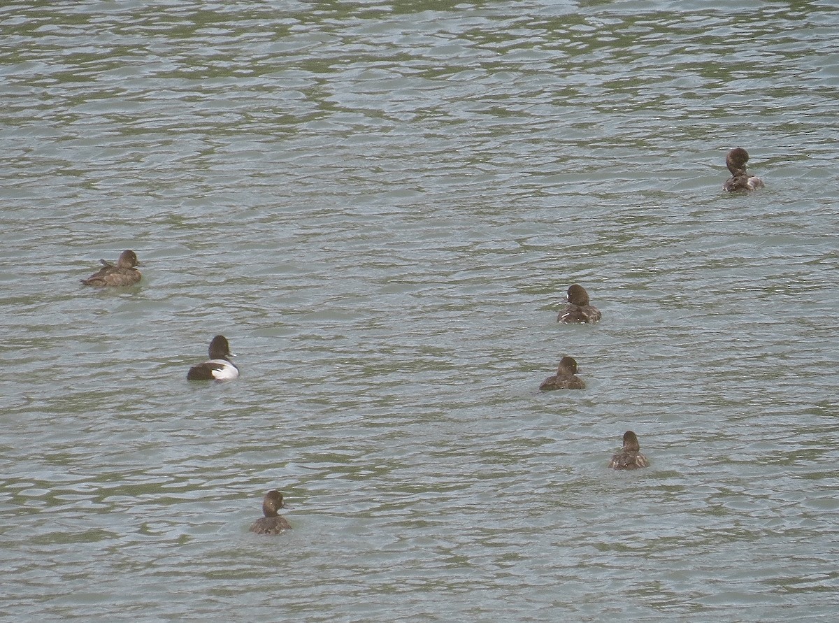 Lesser Scaup - ML203144901