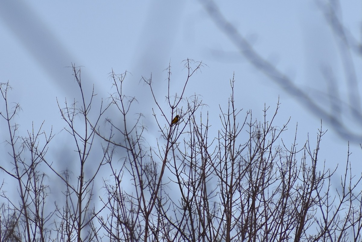 Evening Grosbeak (type 3) - ML203145331