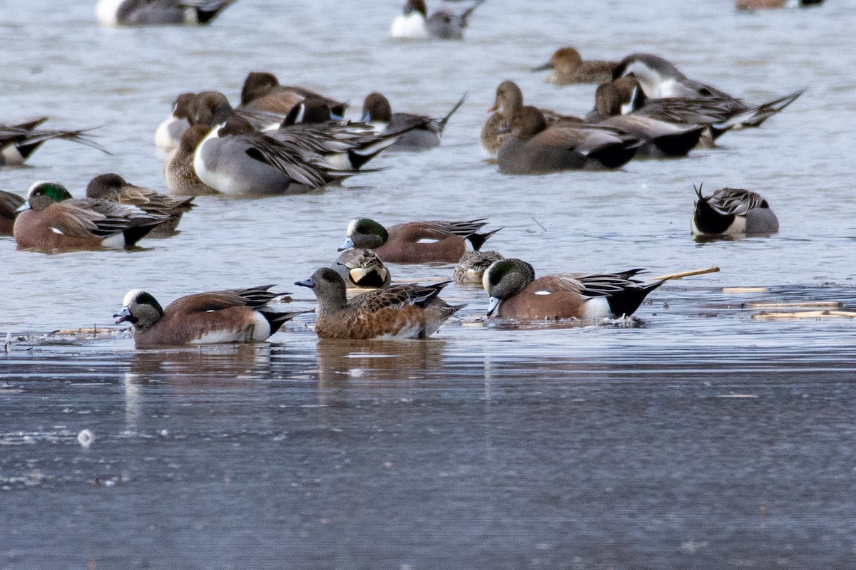 American Wigeon - Eric Bodker