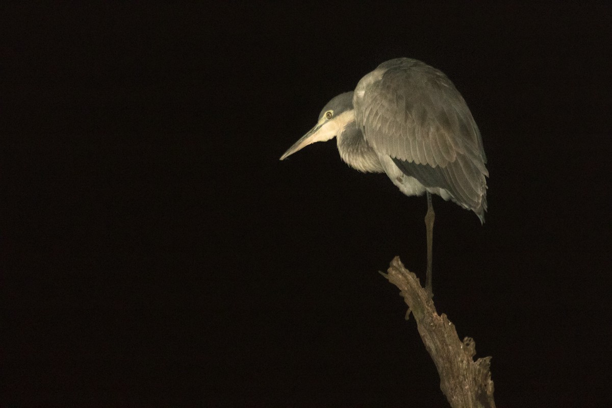 Black-headed Heron - ML203147131