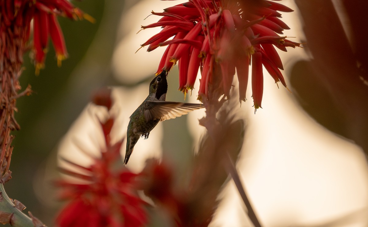 Anna's Hummingbird - Bob Morrison