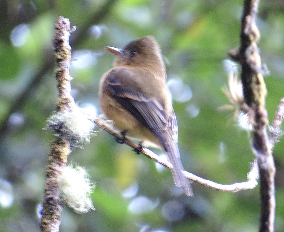 Ochraceous Pewee - ML203151221